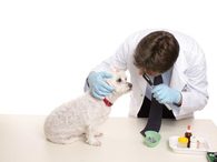 Consulta veterinaria