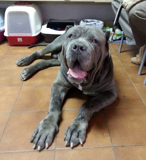 Veterinario en San Blas 