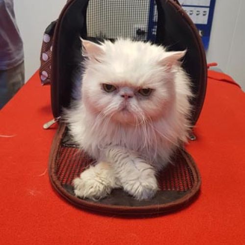 Imagen de uno de nuestros clientes