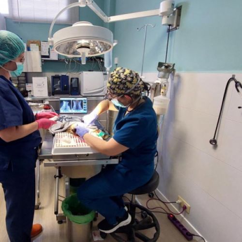 Equipo realizando intervención quirúrgica